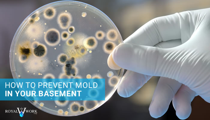 Mold-in-the-Basement